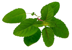 Tulsi