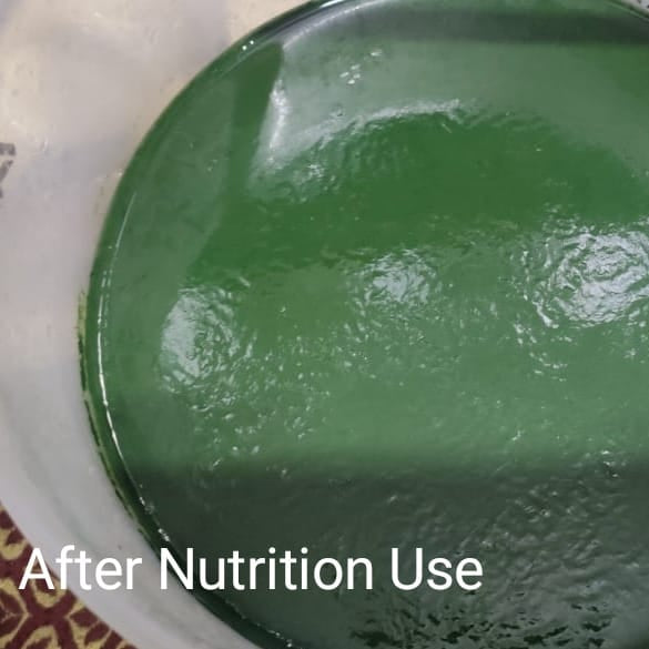 After nutrition use spirulina fertilizer