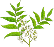 Nim - neem leaves