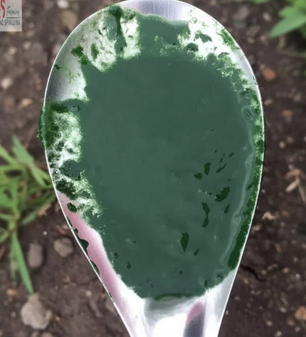 Spirulina Fertilizer – Growing Nutrition for Algae Cultivation - SK&S Farming