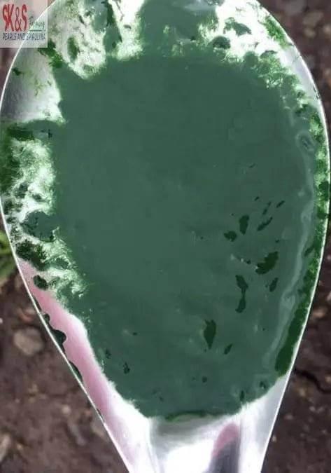 spirulina plant fertilizer Spirulina Fertilizer – Optimize Algae Growth