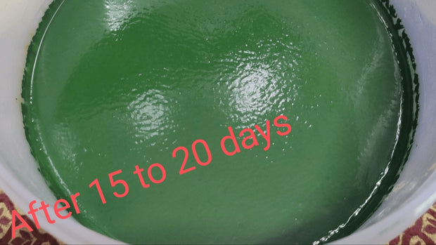 Spirulina healthy growth