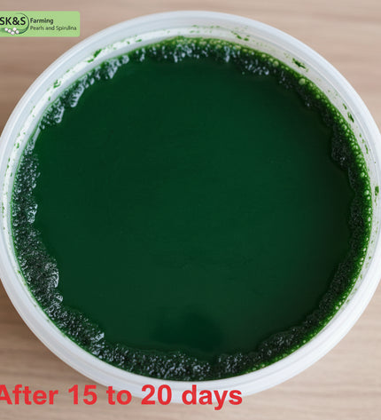 Spirulina Mother Culture Kit – Live Blue-Green Algae (200ml) | Grow Your Own Spirulina at Home - SK&S Farming