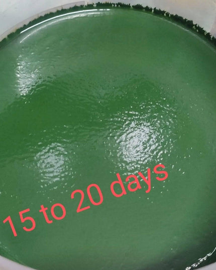 Spirulina Mother Culture Kit – Live Blue-Green Algae (200ml) | Grow Your Own Spirulina at Home - SK&S Farming
