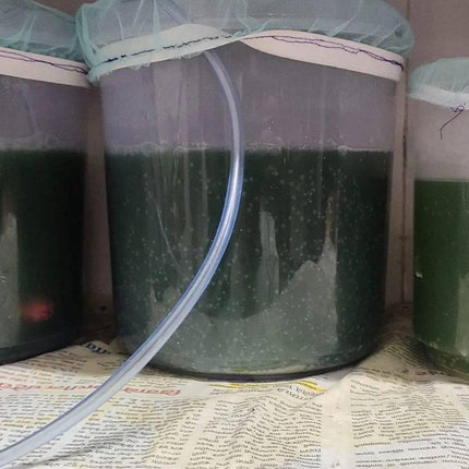 Spirulina Mother Culture/Live Spirulina/Spirulina Startup Kit/Spirulina Seeds/Blue-green algae Culture, 200 ml, Pack of 1 (Only Kit).