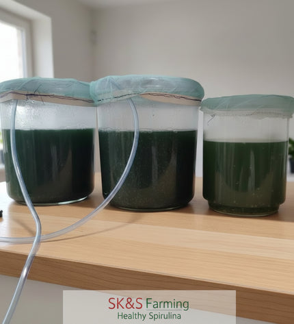 Spirulina Mother Culture Kit – Live Blue-Green Algae (200ml) | Grow Your Own Spirulina at Home - SK&S Farming
