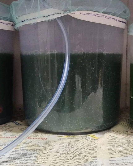 Spirulina Mother Culture Kit – Live Blue-Green Algae (200ml) | Grow Your Own Spirulina at Home - SK&S Farming