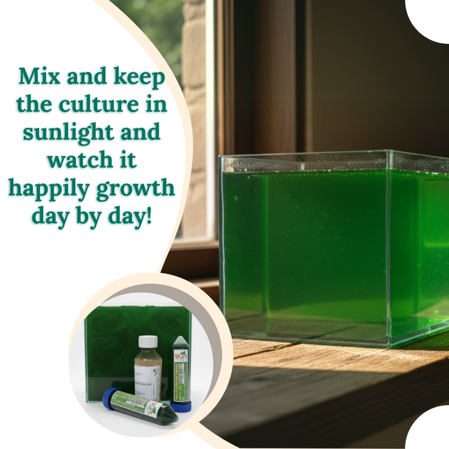 Live Spirulina Mother Culture Algae (200ml) for Cultivation