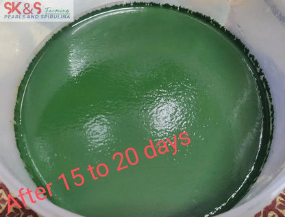Spirulina Mother Culture/Live Spirulina/Spirulina Startup Kit/Spirulina Seeds/Blue-green algae Culture, 200 ml, Pack of 1 (With 15 days of support and guidance) SK&S Farming