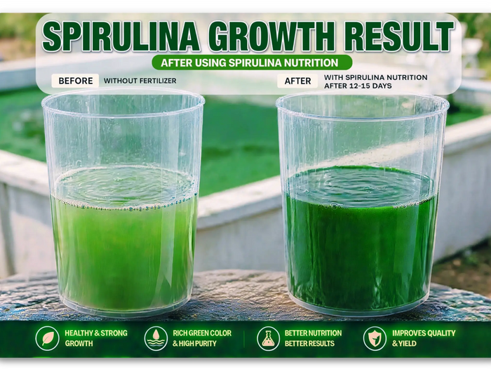 spirulina growth result, green  comparing before and after using spirulina nutrition- SK&S Farming