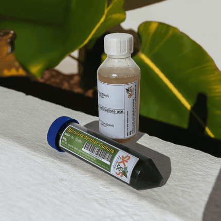 Spirulina Mother Culture/Live Spirulina/Spirulina Startup Kit/Spirulina Seeds/Blue - green algae Culture, 200 ml, Pack of 1 (With 15 days of support and guidance) - SK&S Farming