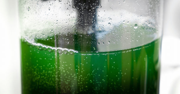 how to look spirulina culture closely 