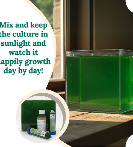 Spirulina culture with SK&S Farming  start-up kit 