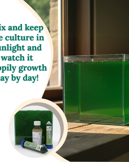 Spirulina culture with SK&S Farming  start-up kit 