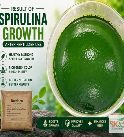 growth result of spirulina after use sk&s farming nutrition