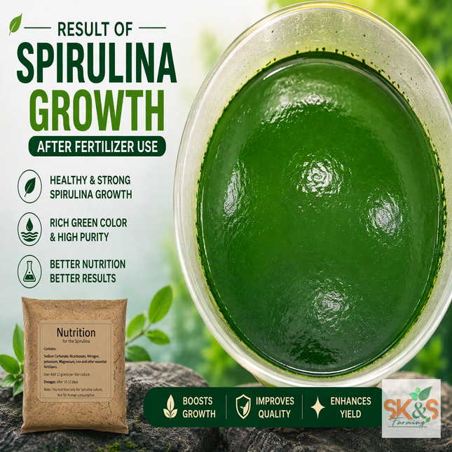 growth result of spirulina after use sk&s farming nutrition