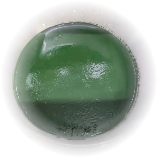Spirulina growth result after use of SK&S Farming fertilizer.