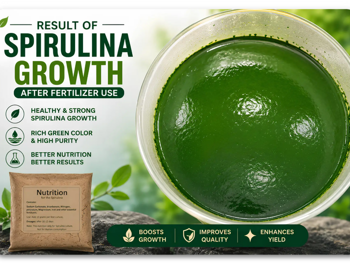 spirulina fertilizer- Result of Spirulina Growth After Fertilizer Use,SK&S Farming.