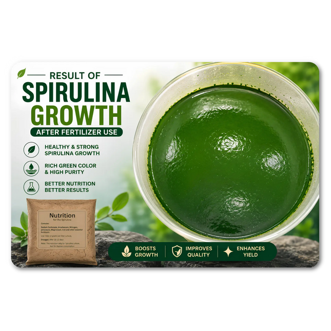 spirulina fertilizer- Result of Spirulina Growth After Fertilizer Use,SK&S Farming.