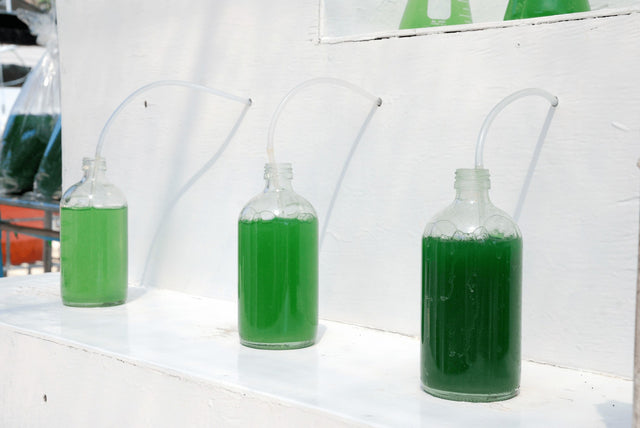 day by day noticeable growth of spirulina 