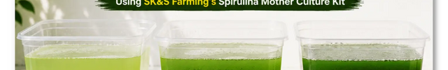 Spirulina Growth Over Time' showing three clear plastic containers progression of green spirulina culture. SK&S Farming's Spirulina Mother Culture Kit.
