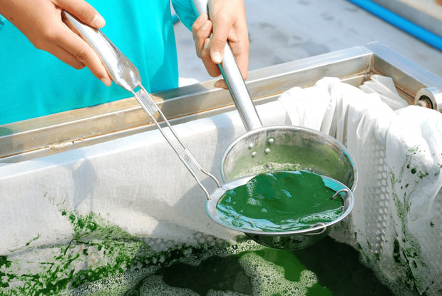 Spirulina Harvesting process