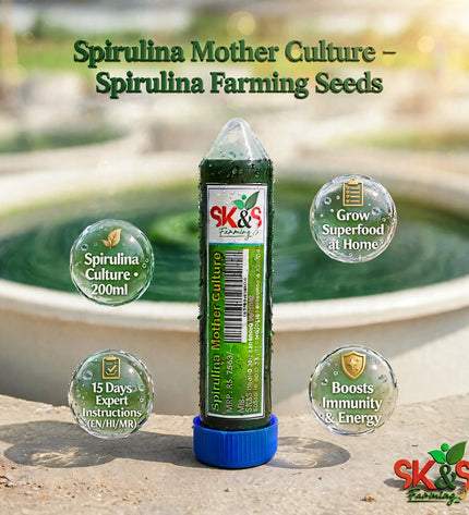 SK&S Farming Spirulina Mother Culture seeds with explaining spirulina growing process.