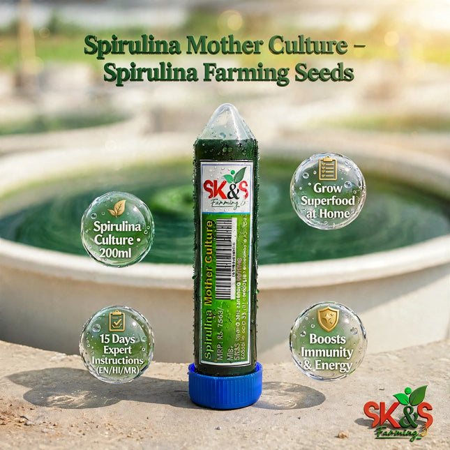 SK&S Farming Spirulina Mother Culture seeds with explaining spirulina growing process.