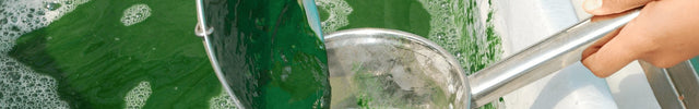 process of harvesting of spirulina 