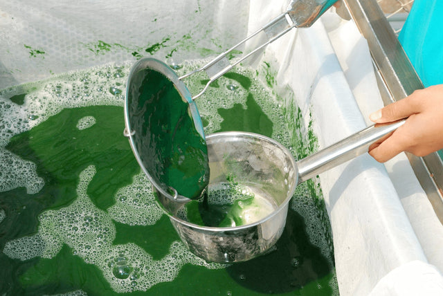 process of harvesting of spirulina 